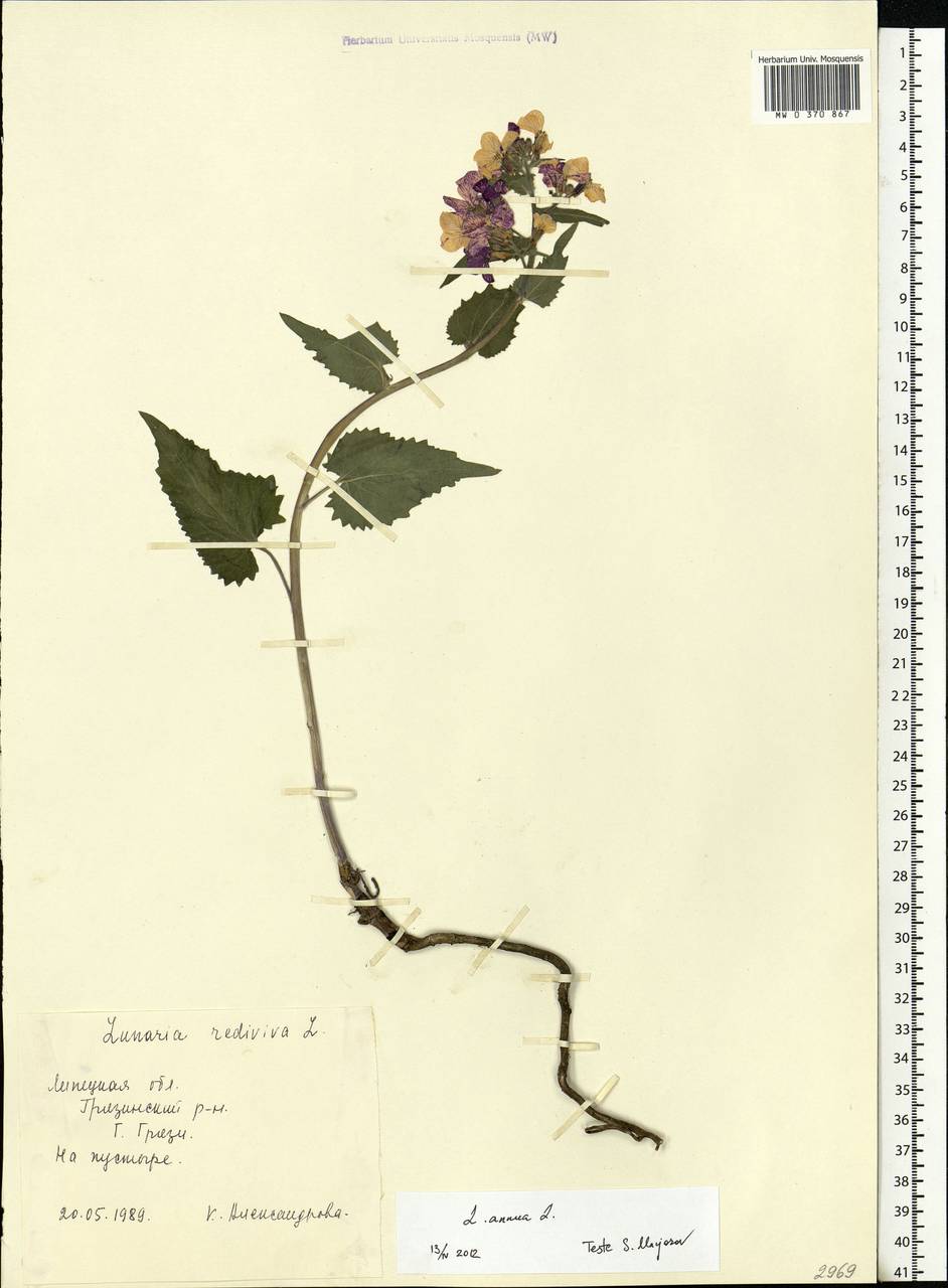 Lunaria annua L., Eastern Europe, Central forest-and-steppe region (E6) (Russia)