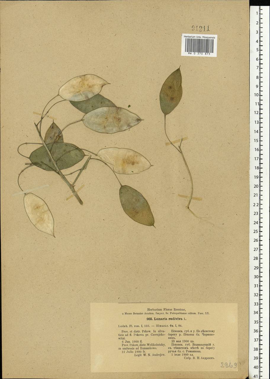 Lunaria rediviva L., Eastern Europe, North-Western region (E2) (Russia)