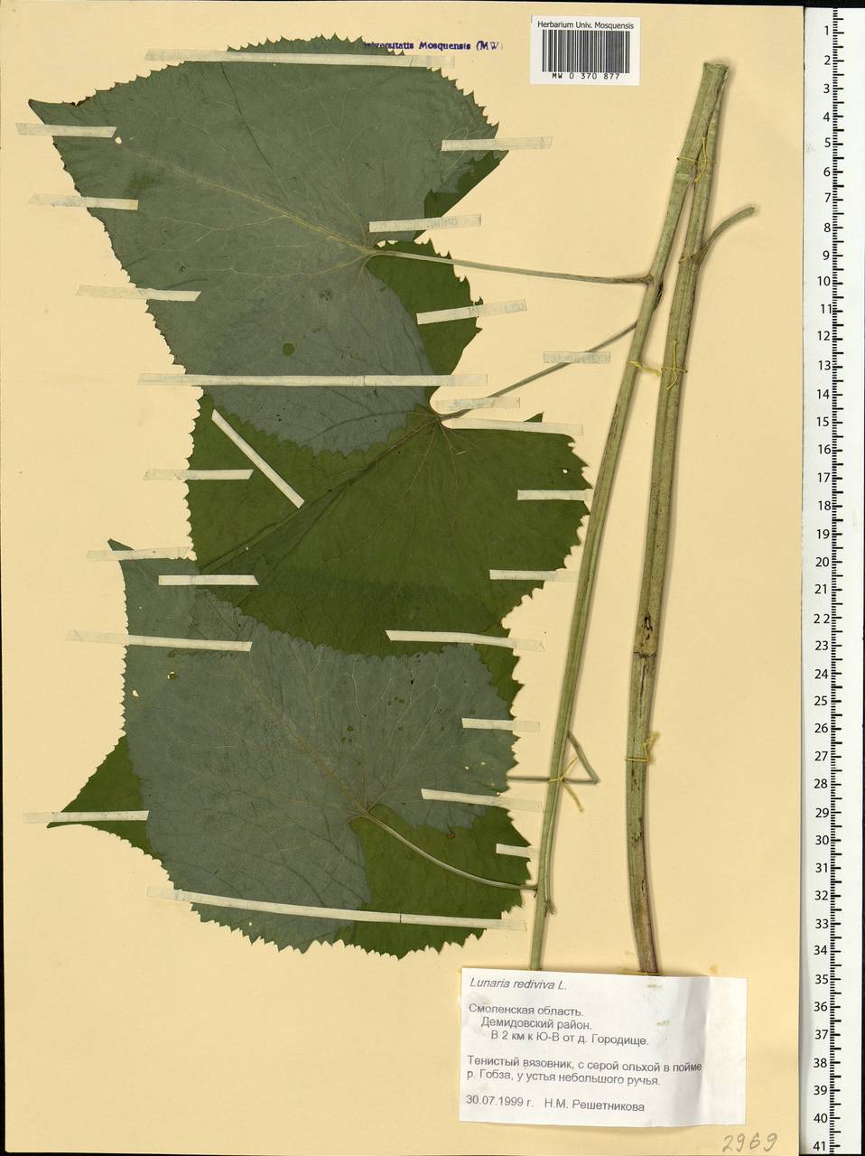 Lunaria rediviva L., Eastern Europe, Western region (E3) (Russia)
