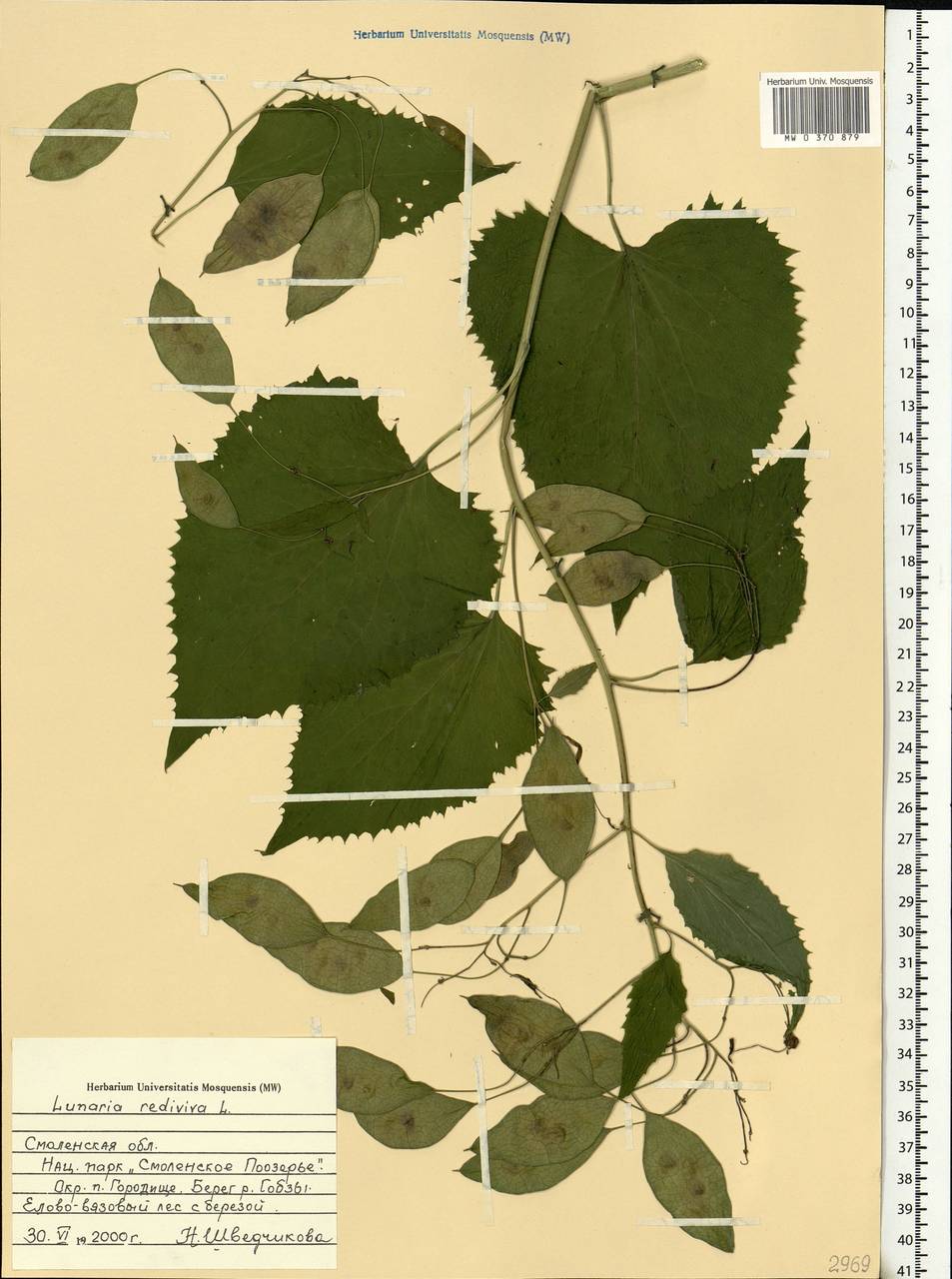 Lunaria rediviva L., Eastern Europe, Western region (E3) (Russia)