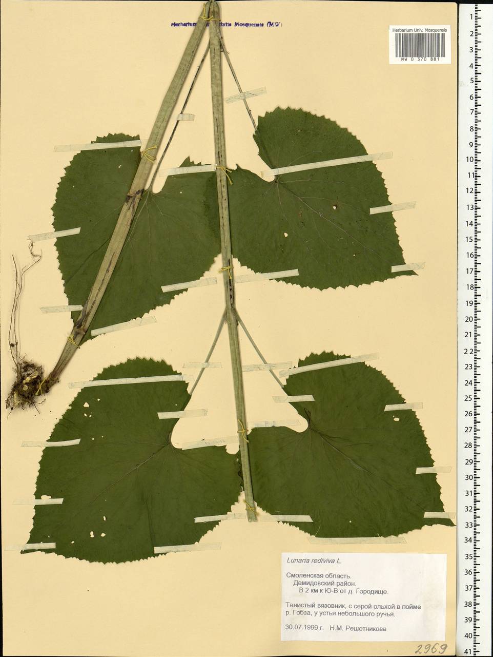 Lunaria rediviva L., Eastern Europe, Western region (E3) (Russia)