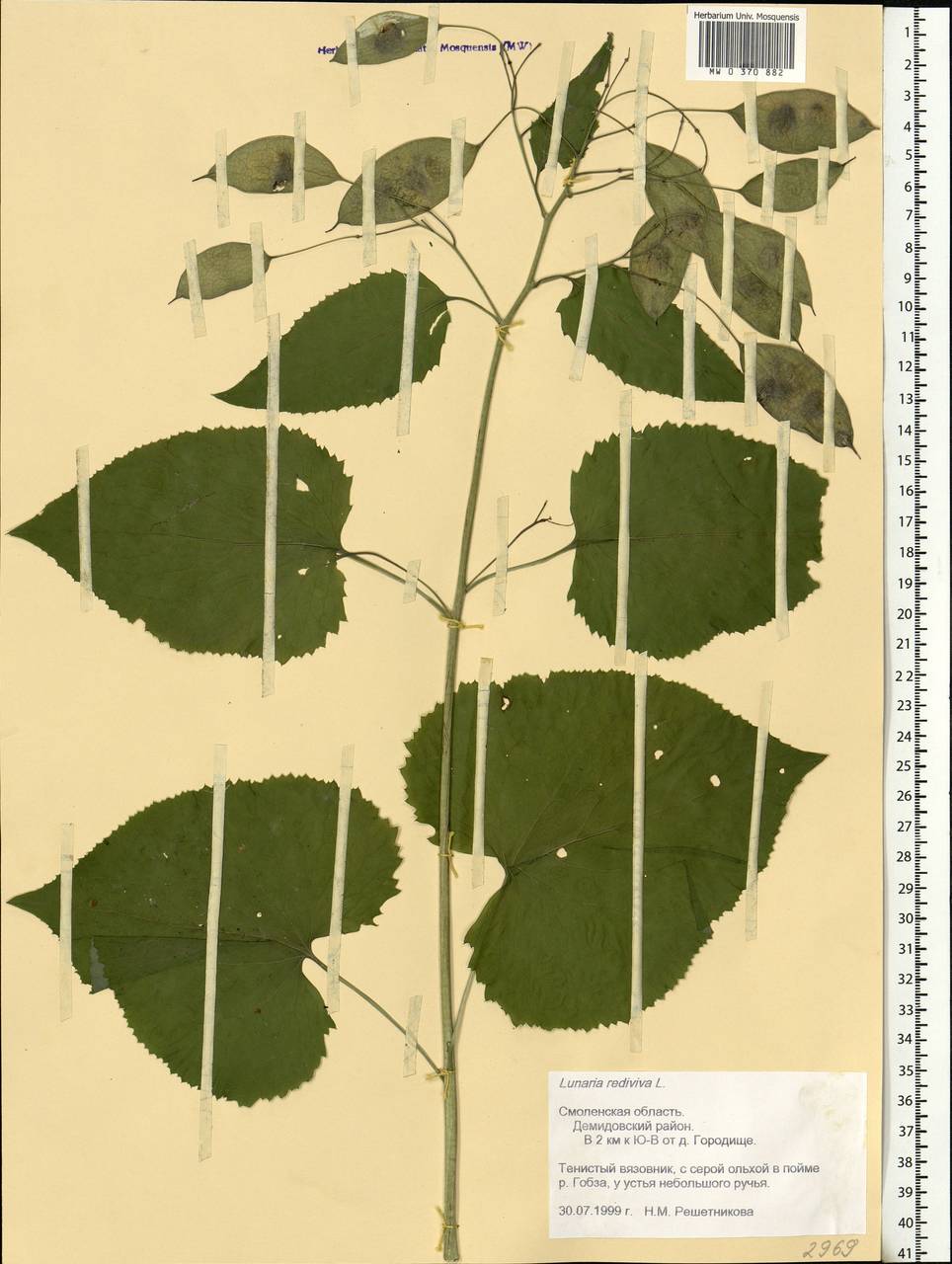 Lunaria rediviva L., Eastern Europe, Western region (E3) (Russia)