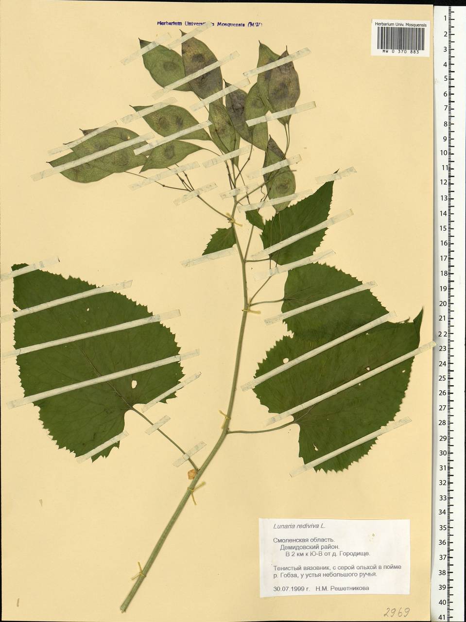 Lunaria rediviva L., Eastern Europe, Western region (E3) (Russia)