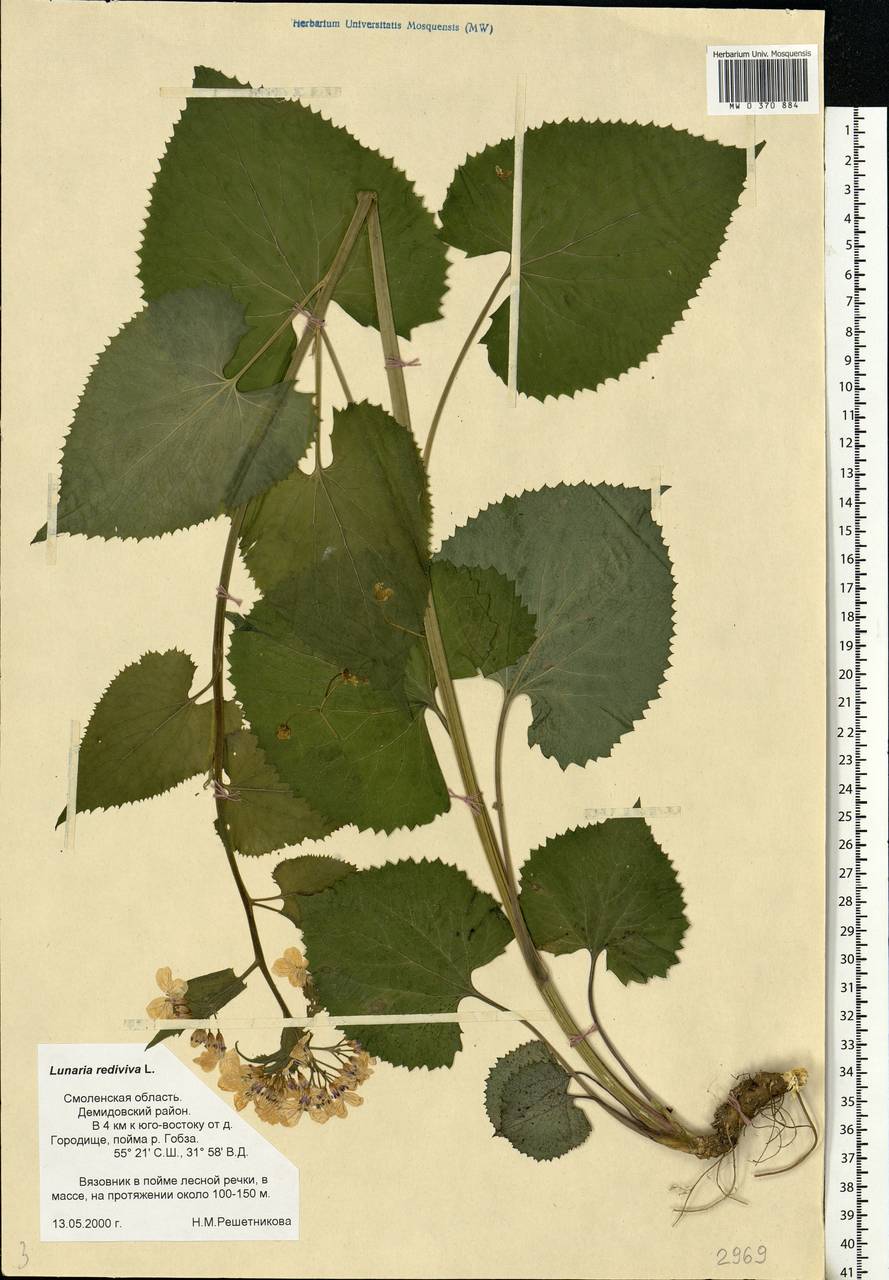 Lunaria rediviva L., Eastern Europe, Western region (E3) (Russia)