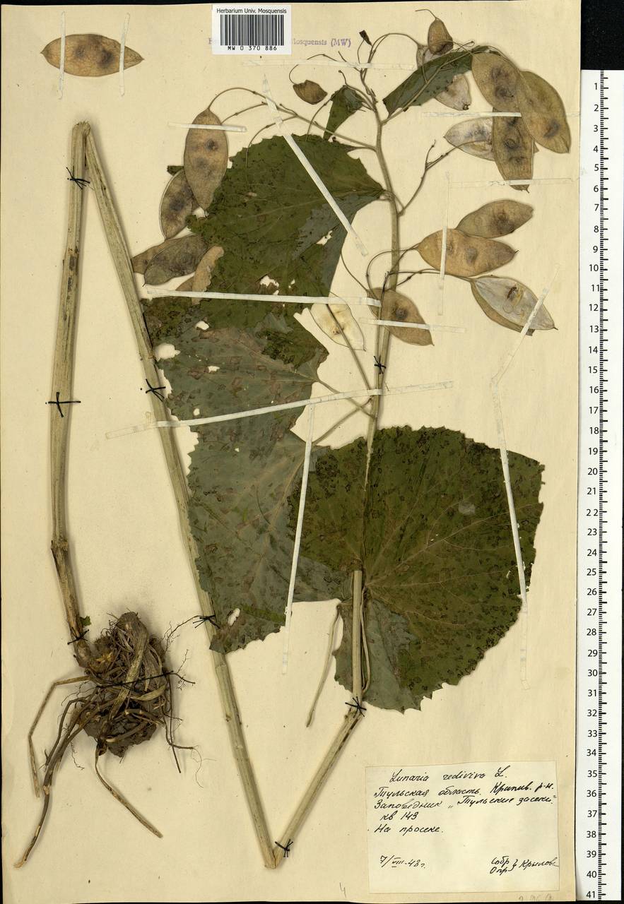 Lunaria rediviva L., Eastern Europe, Central region (E4) (Russia)