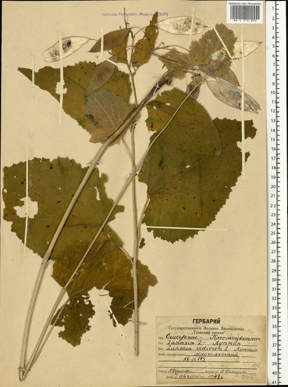 Lunaria rediviva L., Eastern Europe, Central region (E4) (Russia)