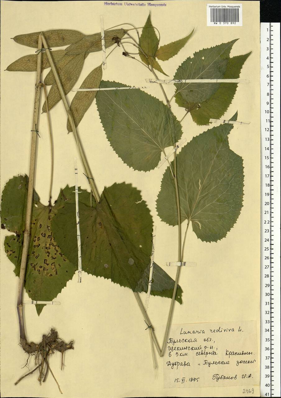 Lunaria rediviva L., Eastern Europe, Central region (E4) (Russia)