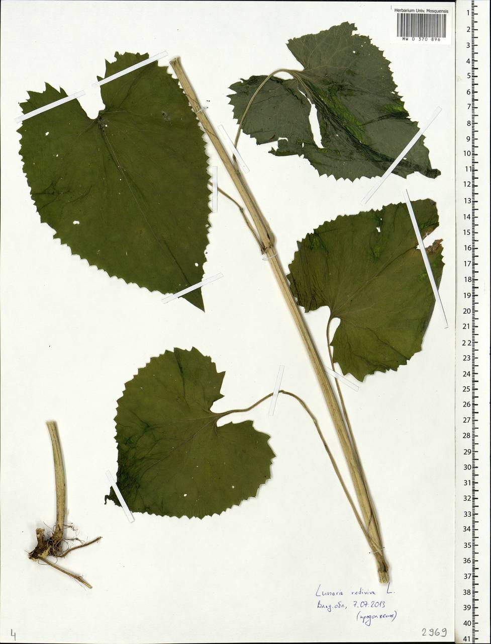 Lunaria rediviva L., Eastern Europe, Central region (E4) (Russia)