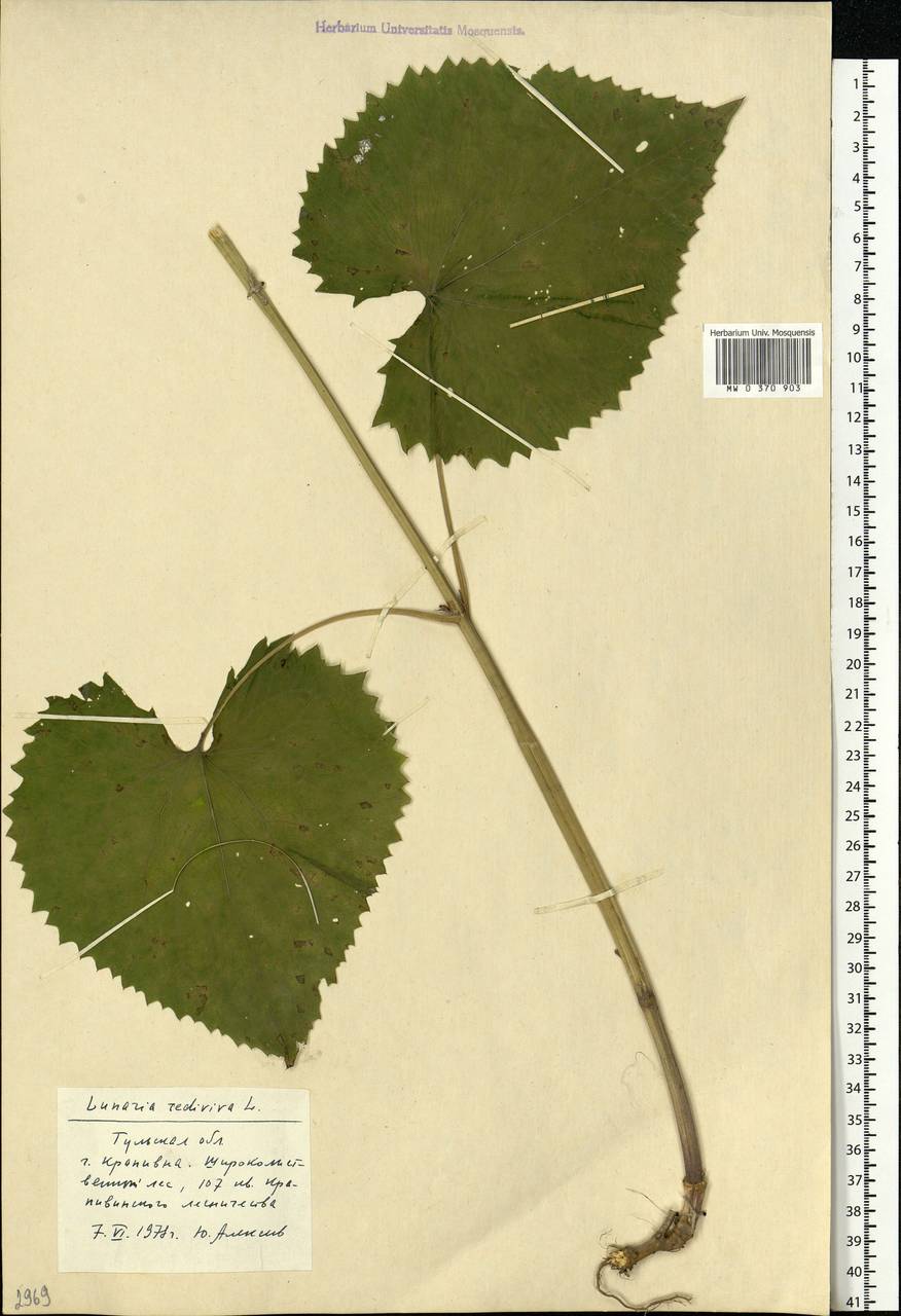 Lunaria rediviva L., Eastern Europe, Central region (E4) (Russia)