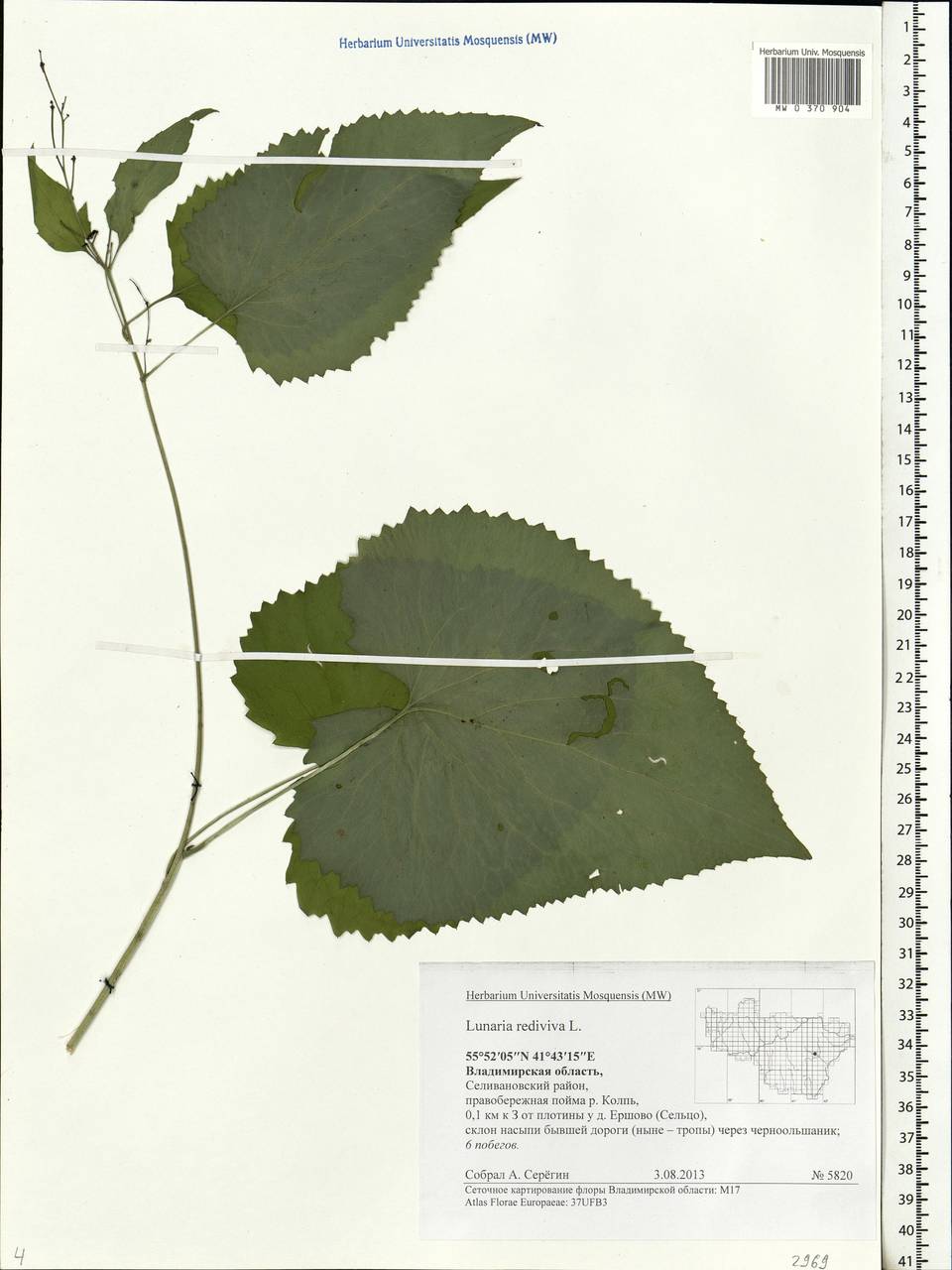 Lunaria rediviva L., Eastern Europe, Central region (E4) (Russia)