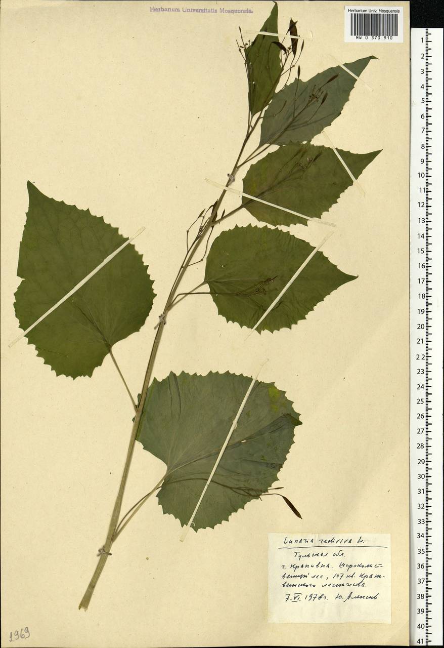 Lunaria rediviva L., Eastern Europe, Central region (E4) (Russia)
