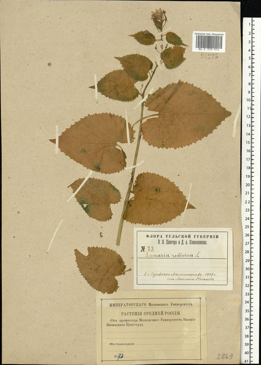 Lunaria rediviva L., Eastern Europe, Central region (E4) (Russia)
