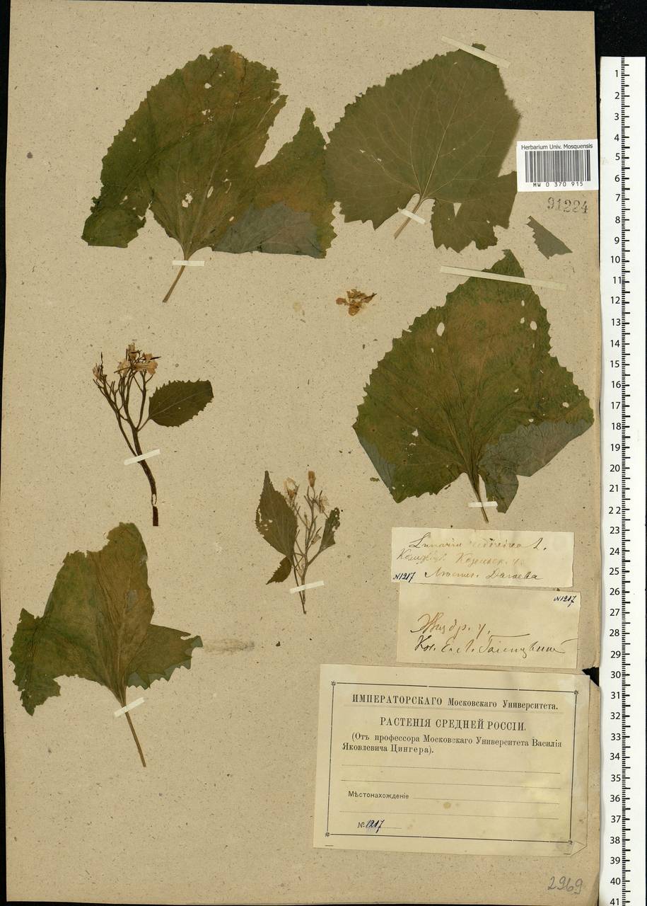 Lunaria rediviva L., Eastern Europe, Central region (E4) (Russia)