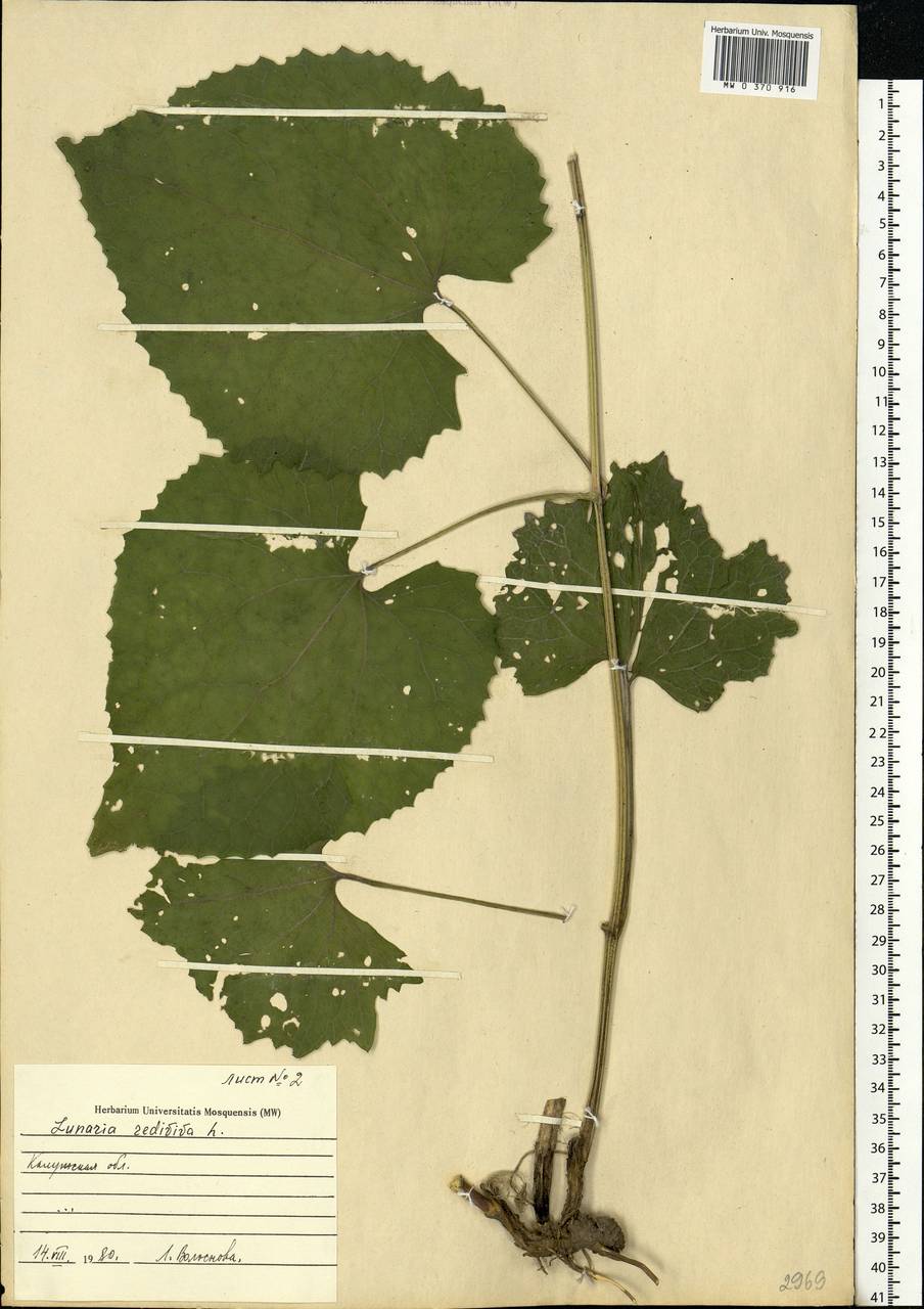 Lunaria rediviva L., Eastern Europe, Central region (E4) (Russia)