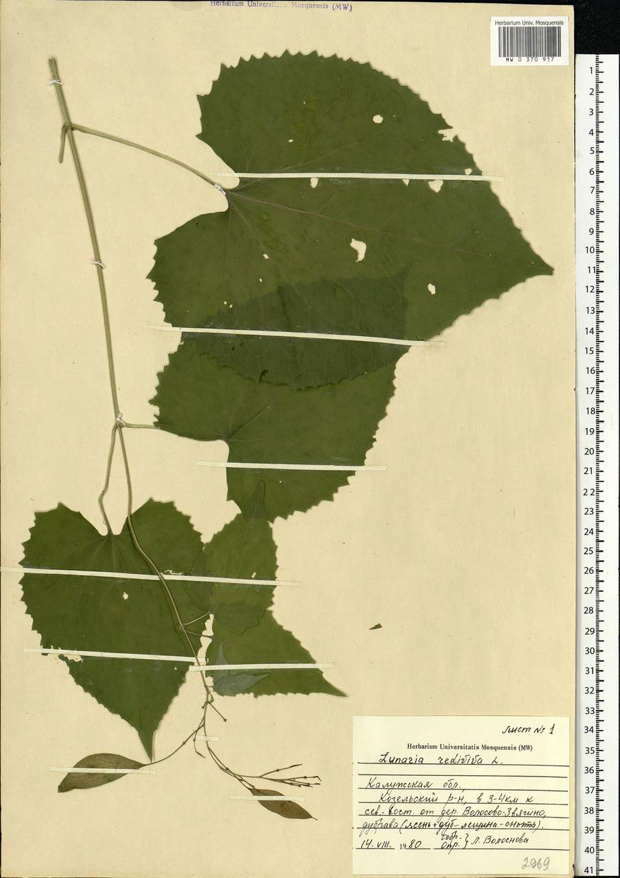 Lunaria rediviva L., Eastern Europe, Central region (E4) (Russia)