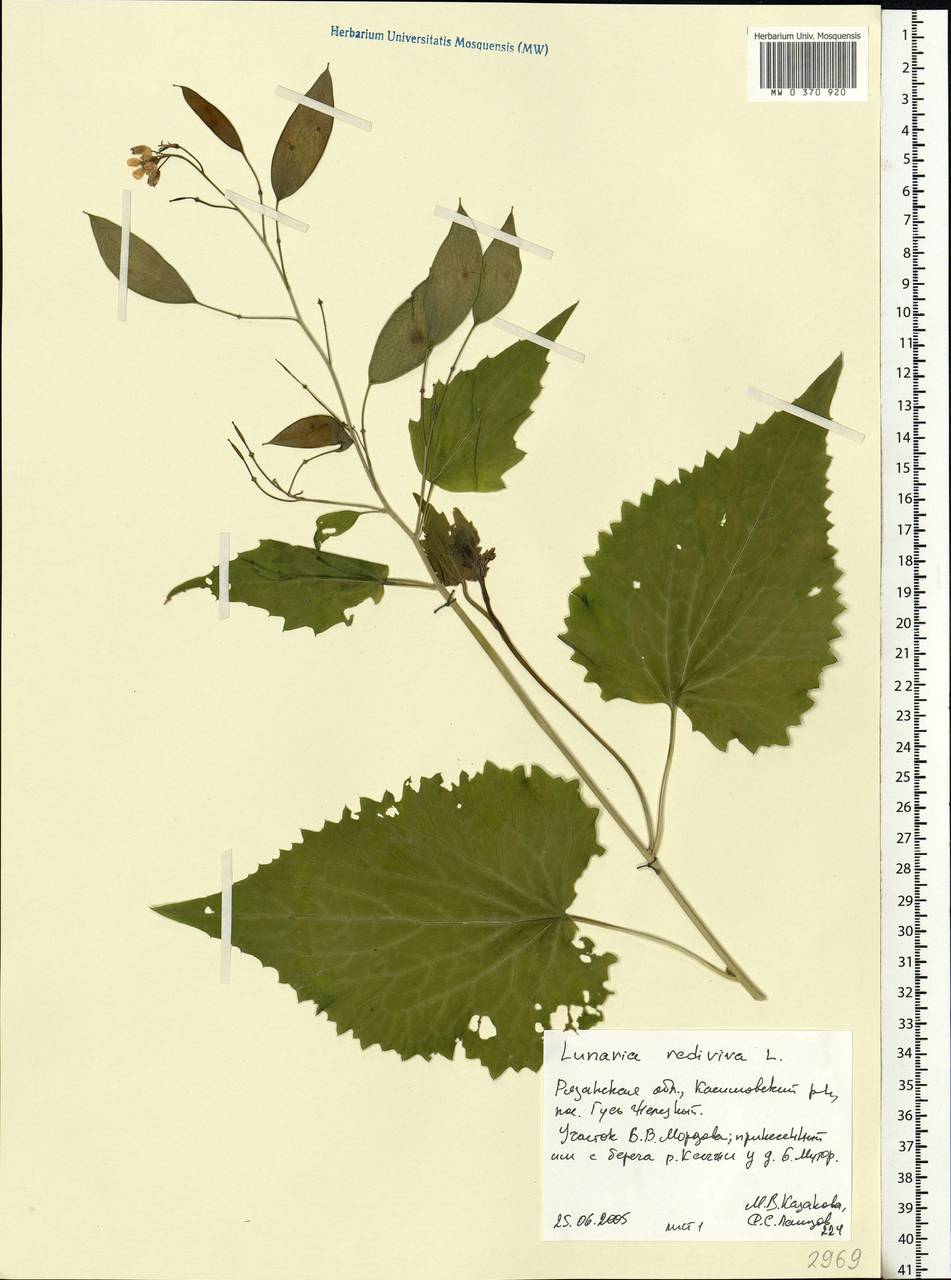 Lunaria rediviva L., Eastern Europe, Central region (E4) (Russia)