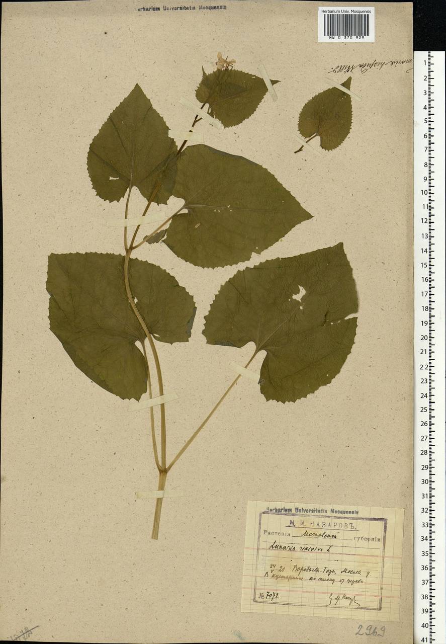 Lunaria rediviva L., Eastern Europe, Moscow region (E4a) (Russia)