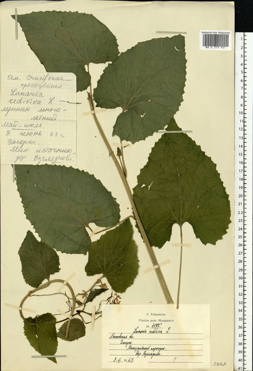 Lunaria rediviva L., Eastern Europe, Moscow region (E4a) (Russia)
