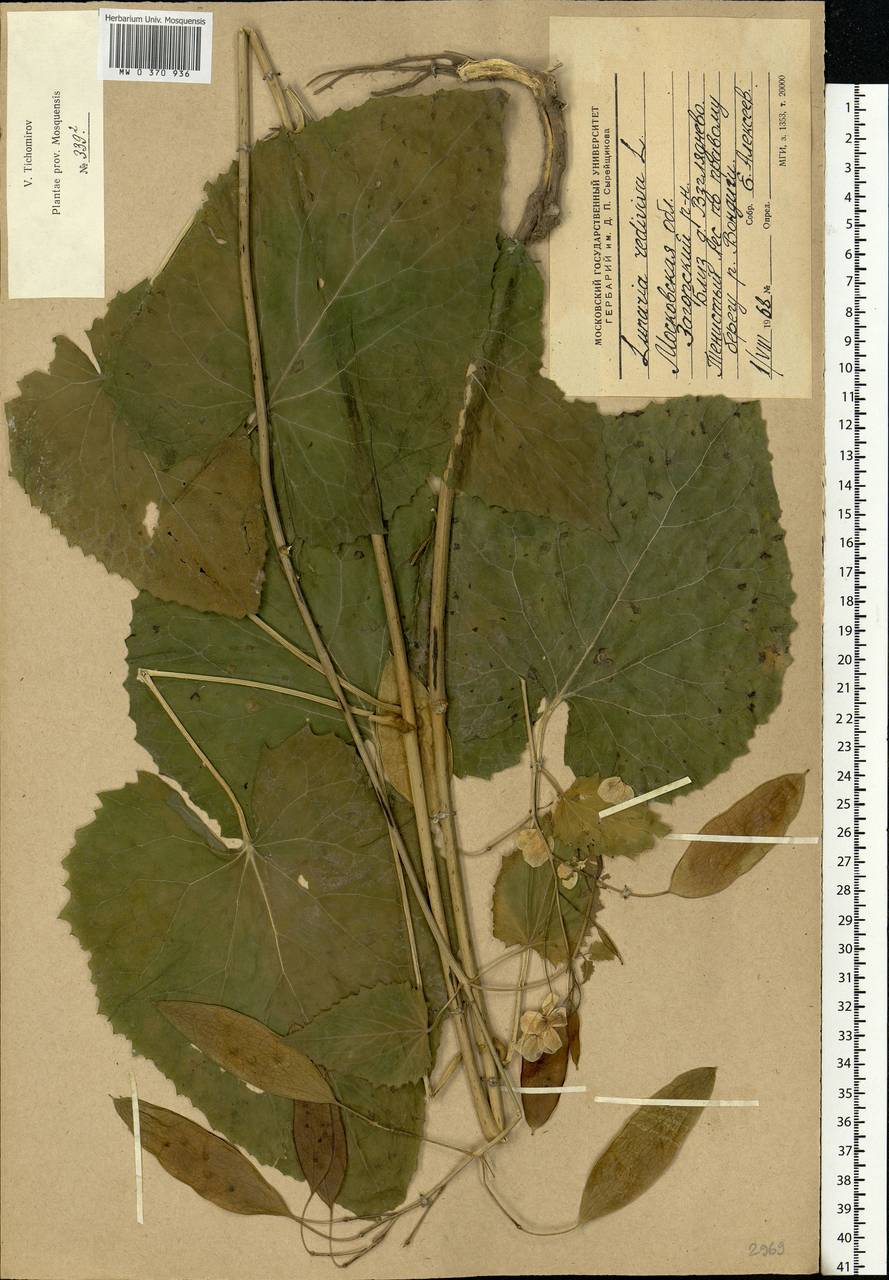 Lunaria rediviva L., Eastern Europe, Moscow region (E4a) (Russia)