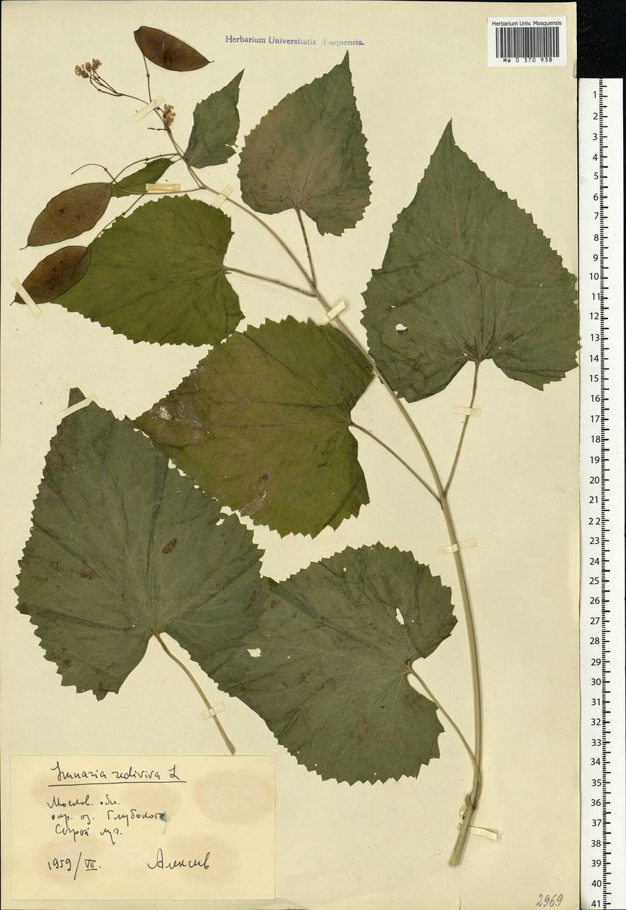 Lunaria rediviva L., Eastern Europe, Moscow region (E4a) (Russia)