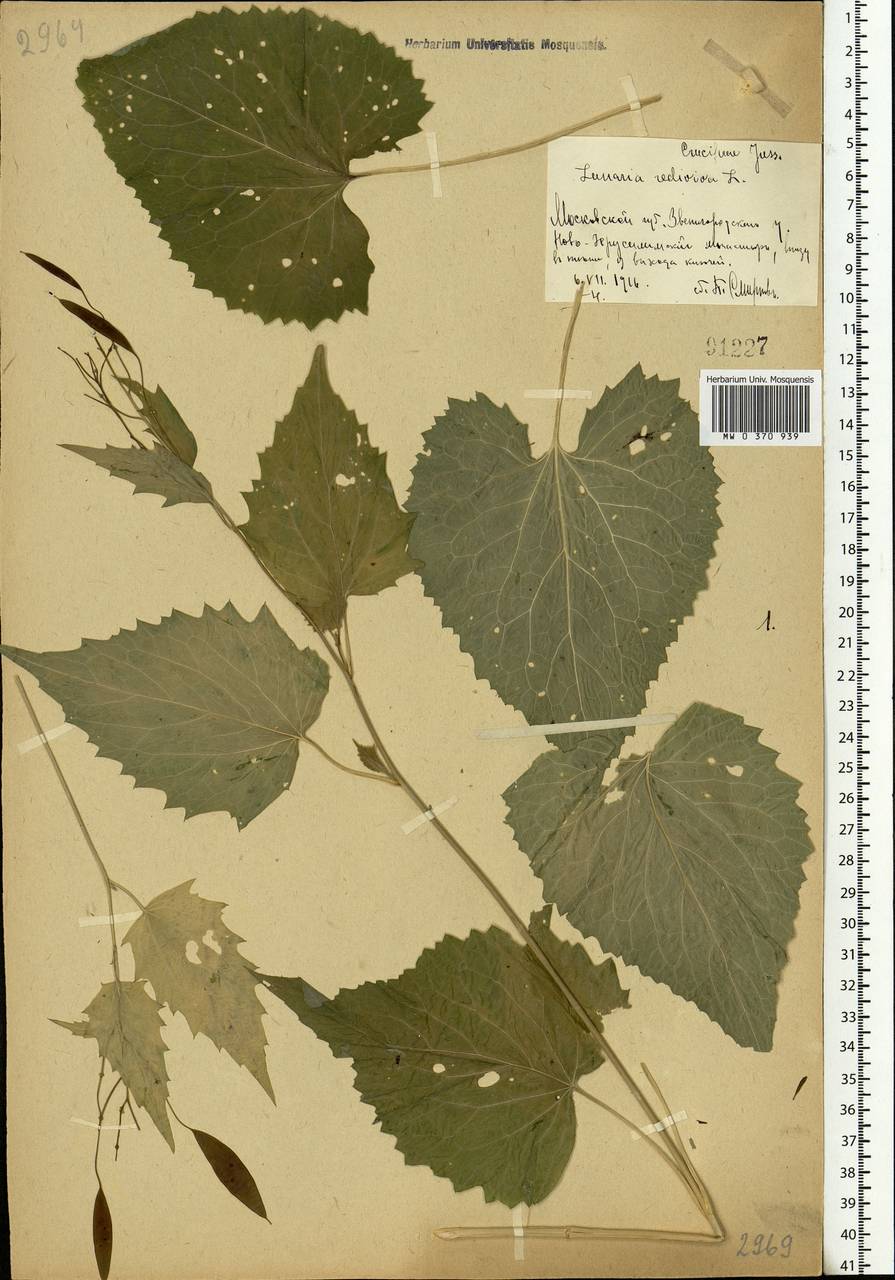 Lunaria rediviva L., Eastern Europe, Moscow region (E4a) (Russia)