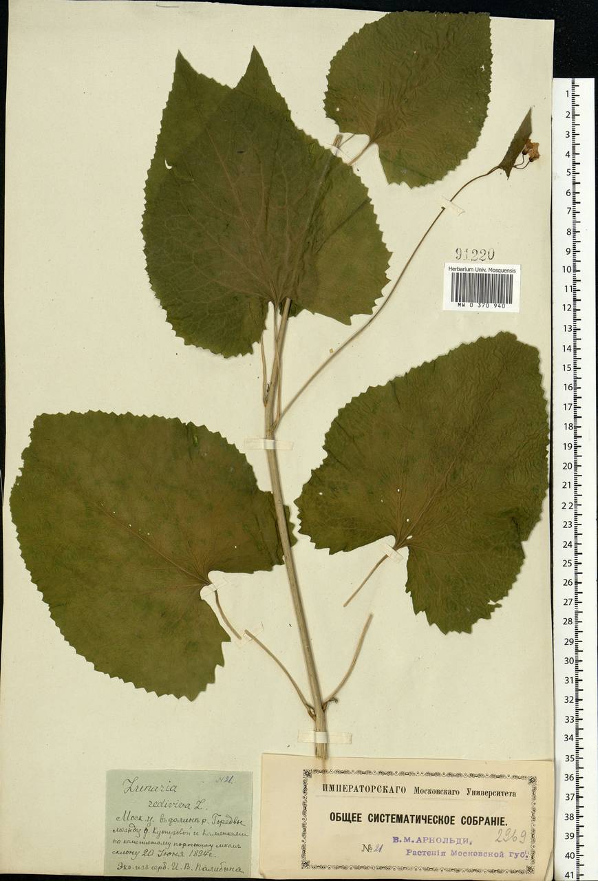 Lunaria rediviva L., Eastern Europe, Moscow region (E4a) (Russia)