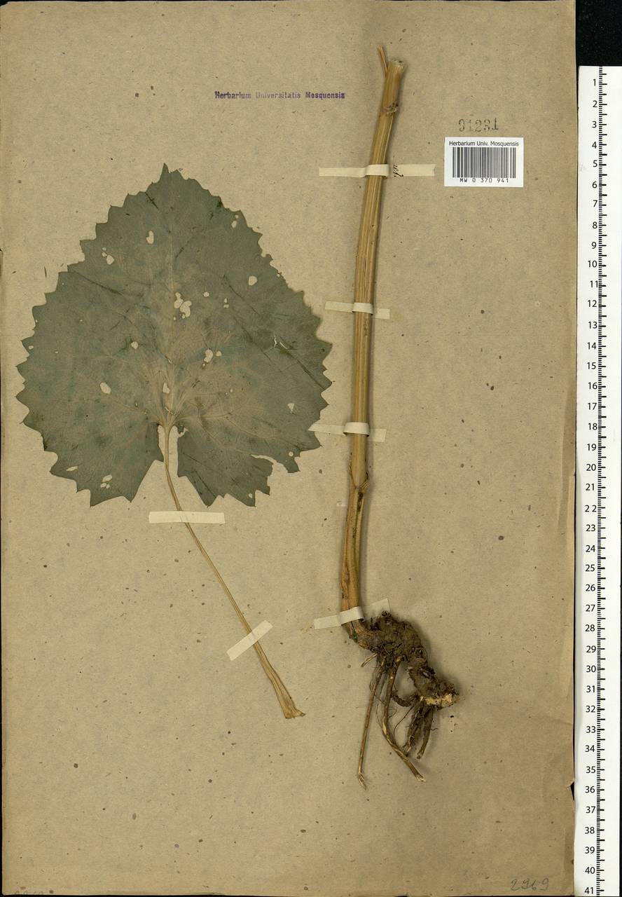 Lunaria rediviva L., Eastern Europe, Moscow region (E4a) (Russia)