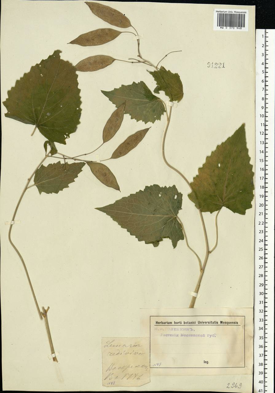 Lunaria rediviva L., Eastern Europe, Moscow region (E4a) (Russia)