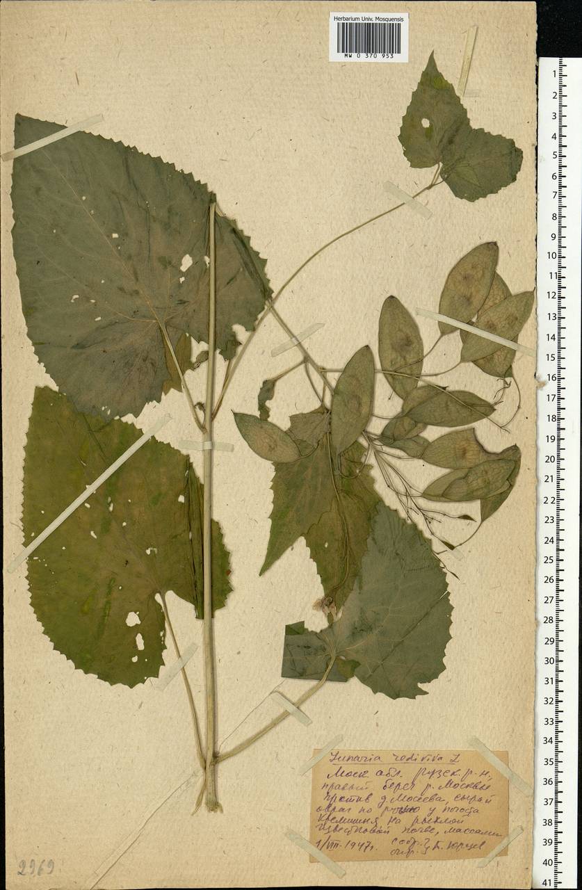 Lunaria rediviva L., Eastern Europe, Moscow region (E4a) (Russia)