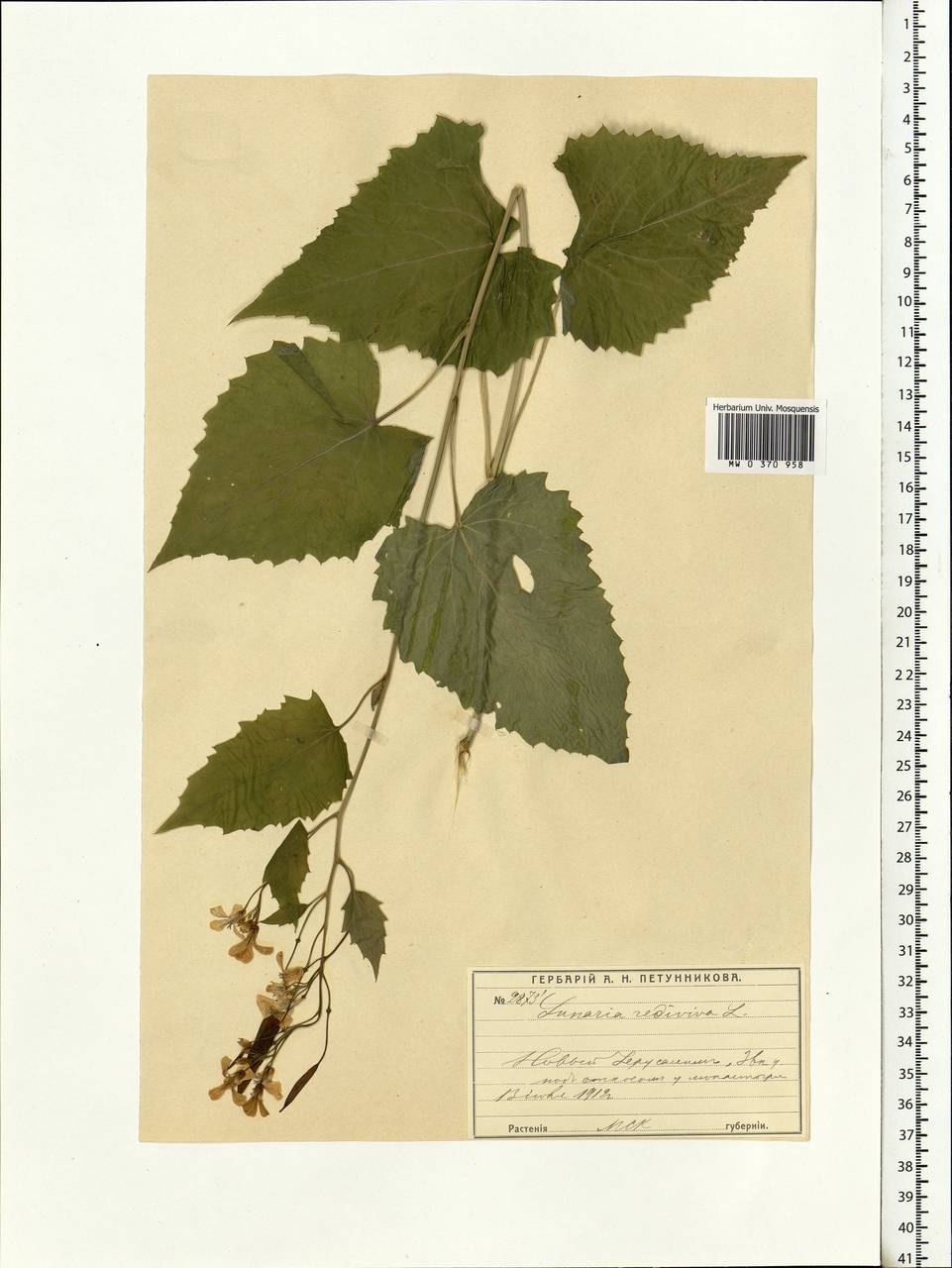 Lunaria rediviva L., Eastern Europe, Moscow region (E4a) (Russia)