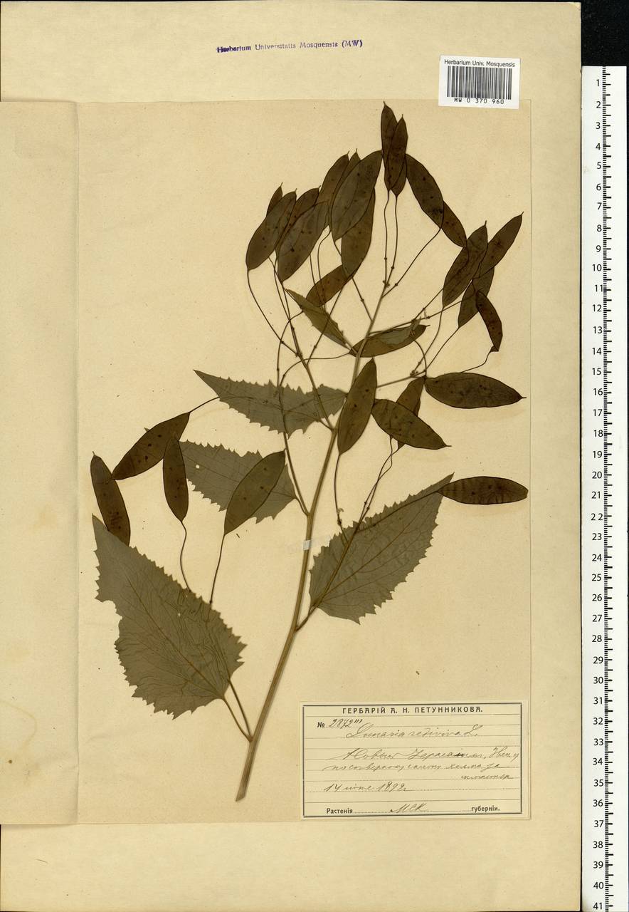 Lunaria rediviva L., Eastern Europe, Moscow region (E4a) (Russia)