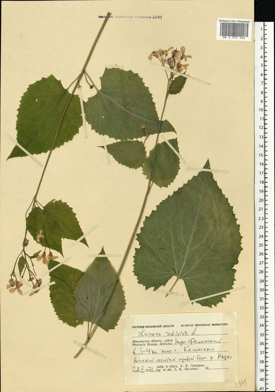 Lunaria rediviva L., Eastern Europe, Moscow region (E4a) (Russia)