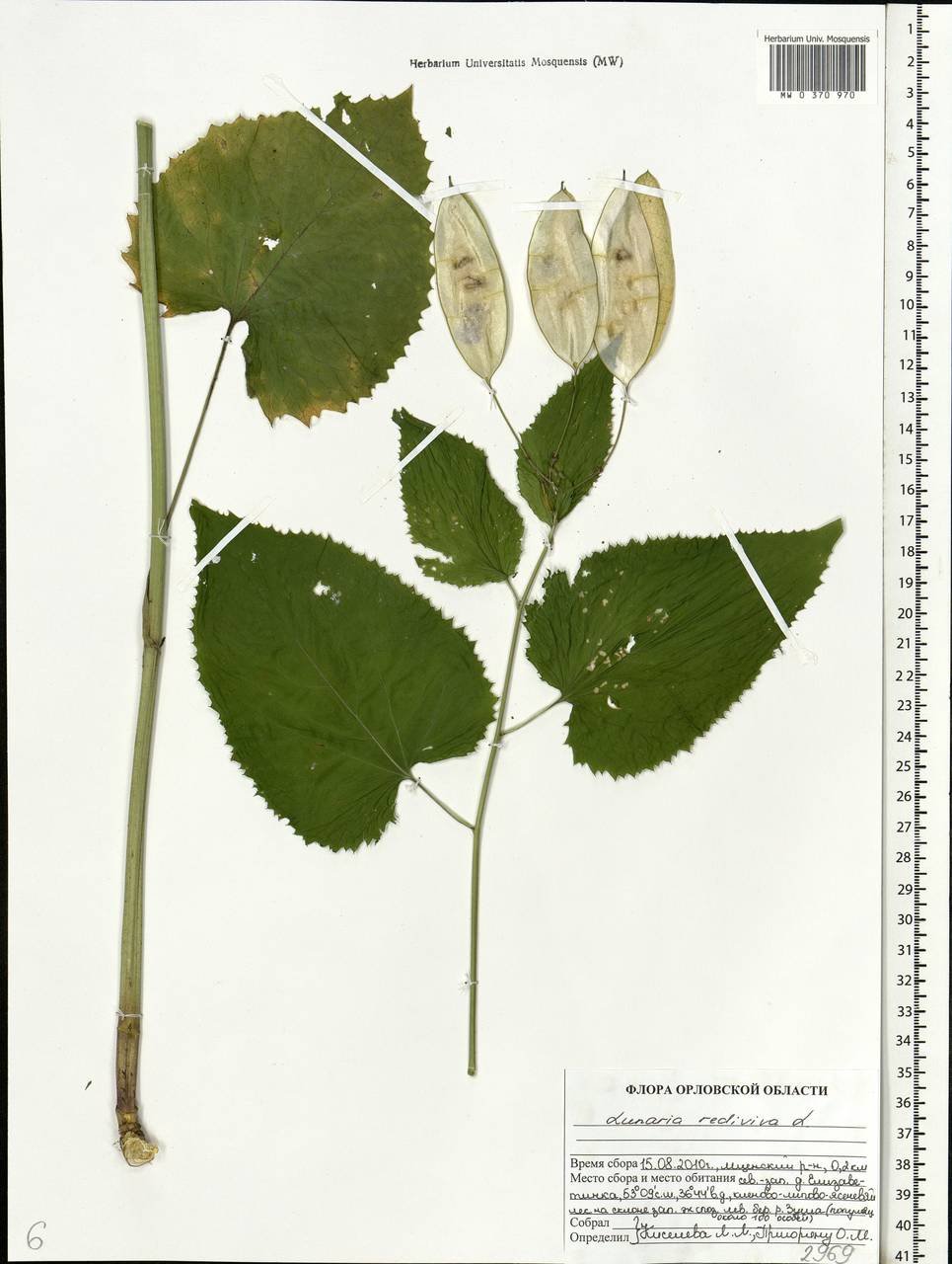 Lunaria rediviva L., Eastern Europe, Central forest-and-steppe region (E6) (Russia)