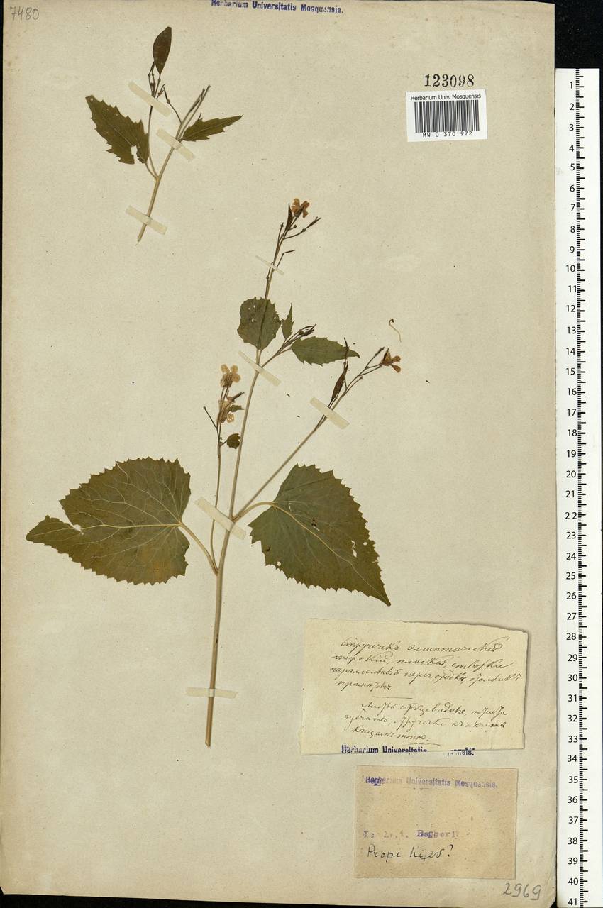 Lunaria rediviva L., Eastern Europe, North Ukrainian region (E11) (Ukraine)