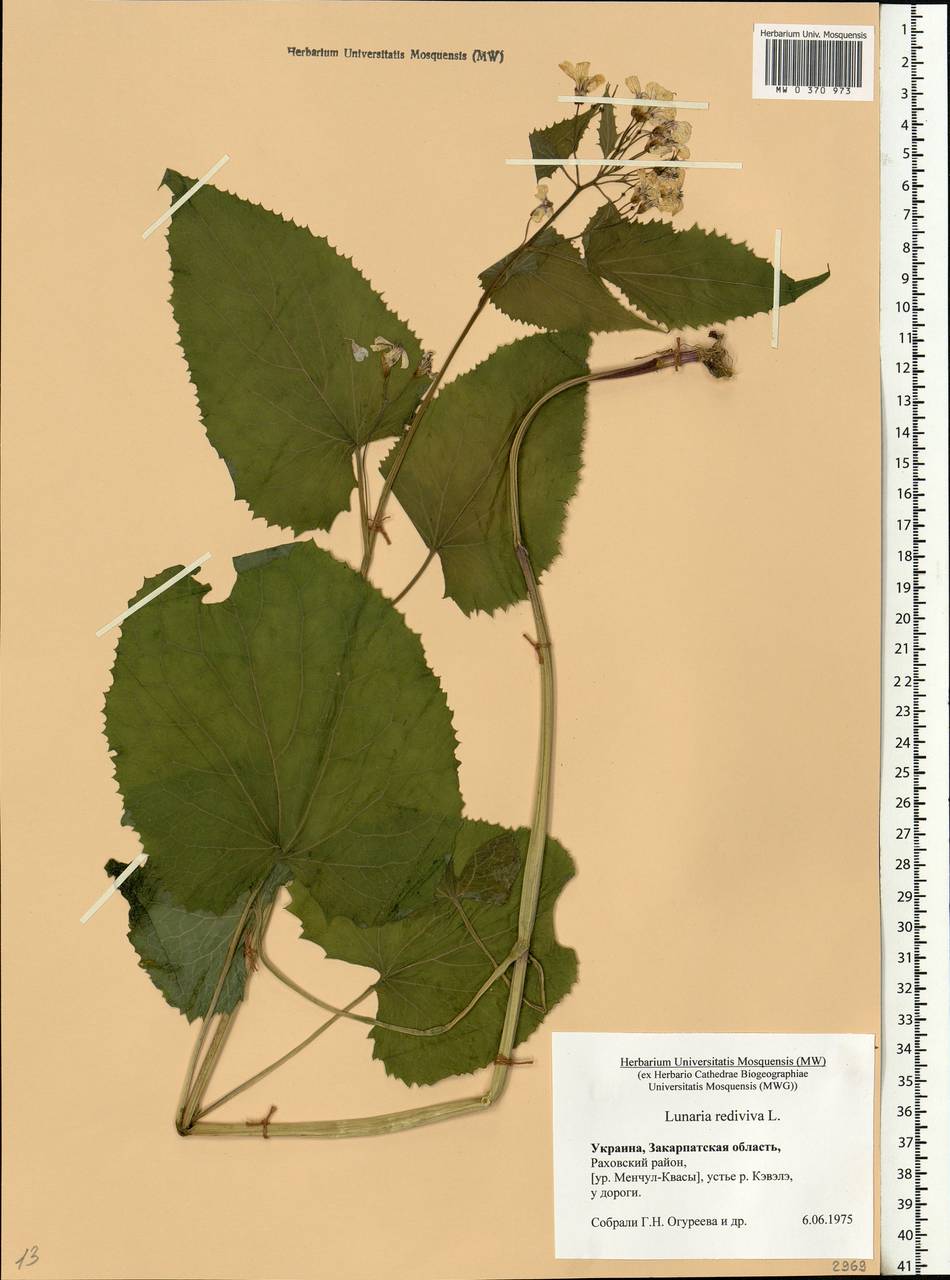 Lunaria rediviva L., Eastern Europe, West Ukrainian region (E13) (Ukraine)