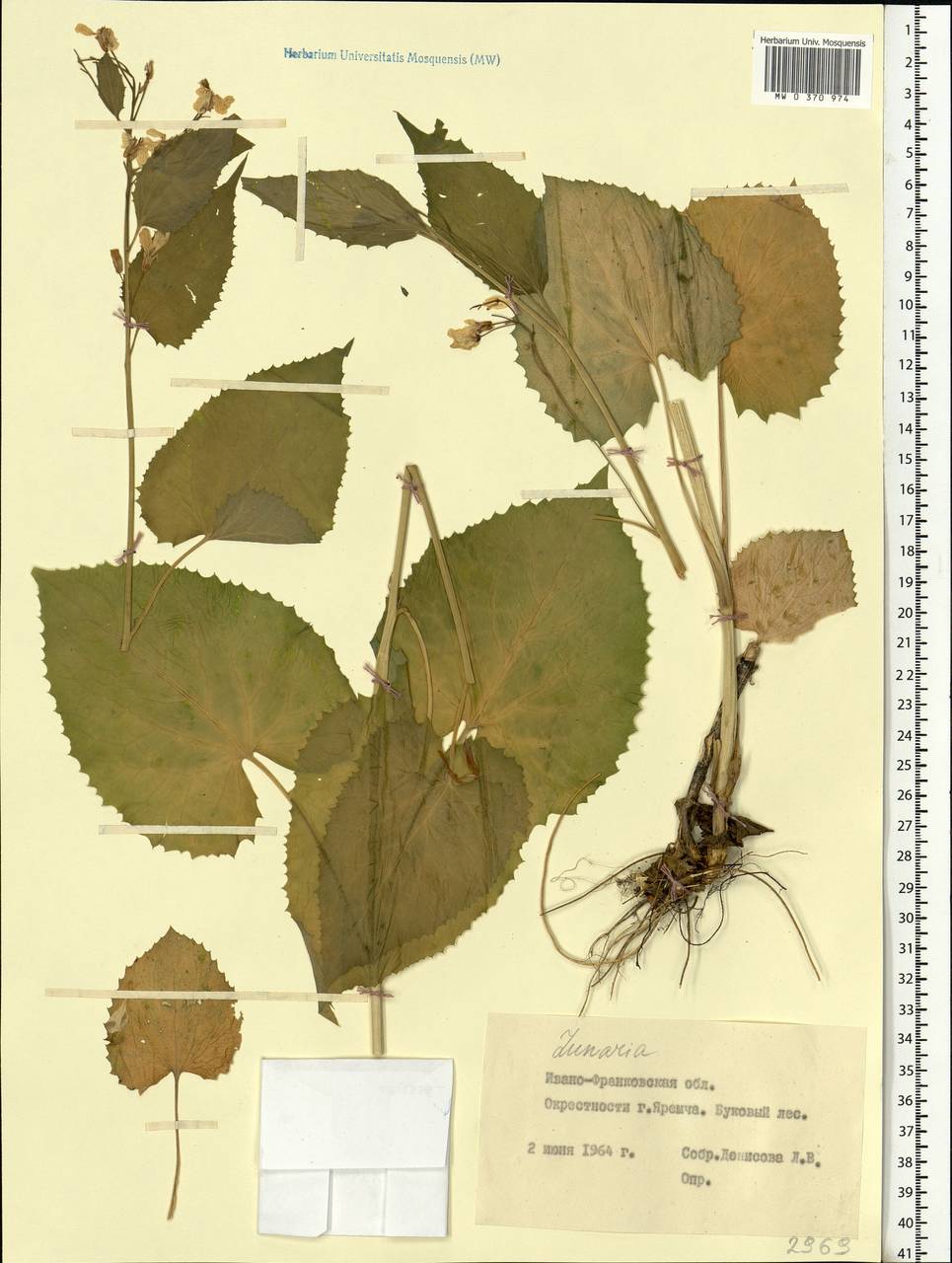 Lunaria rediviva L., Eastern Europe, West Ukrainian region (E13) (Ukraine)