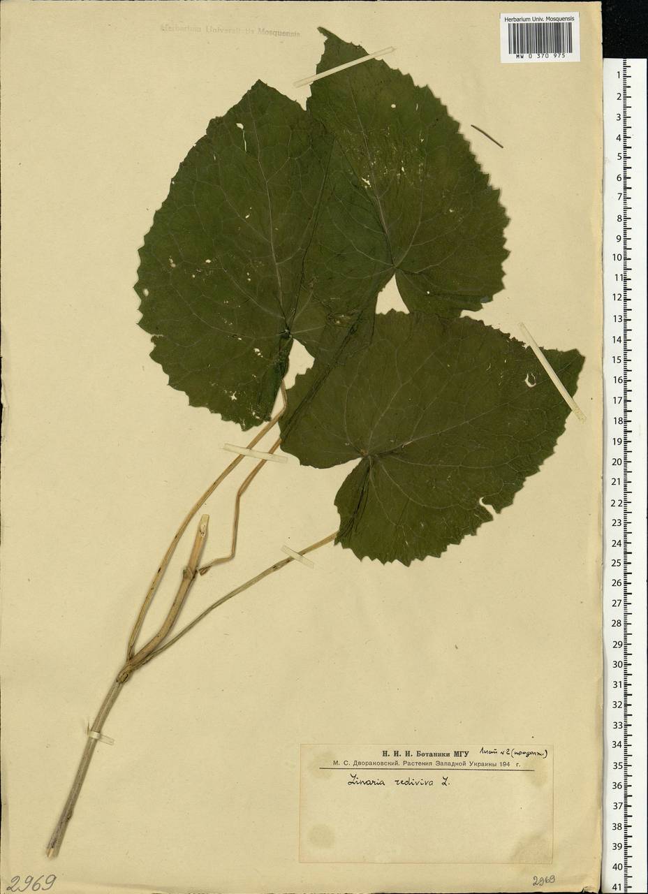 Lunaria rediviva L., Eastern Europe, West Ukrainian region (E13) (Ukraine)