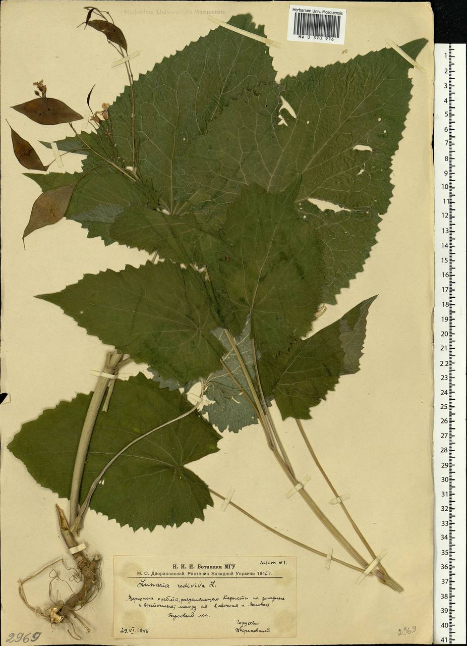 Lunaria rediviva L., Eastern Europe, West Ukrainian region (E13) (Ukraine)