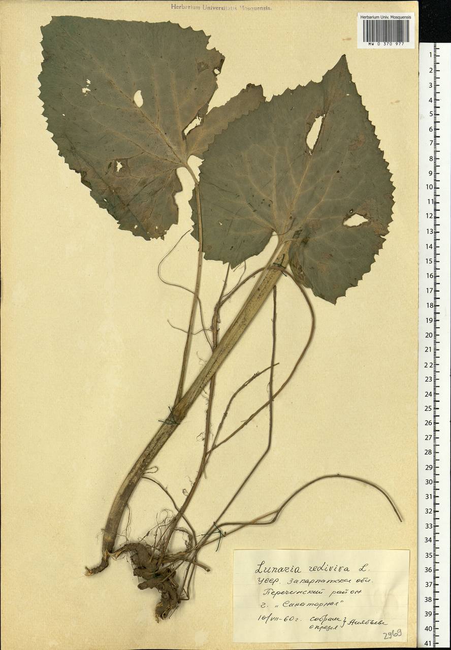 Lunaria rediviva L., Eastern Europe, West Ukrainian region (E13) (Ukraine)