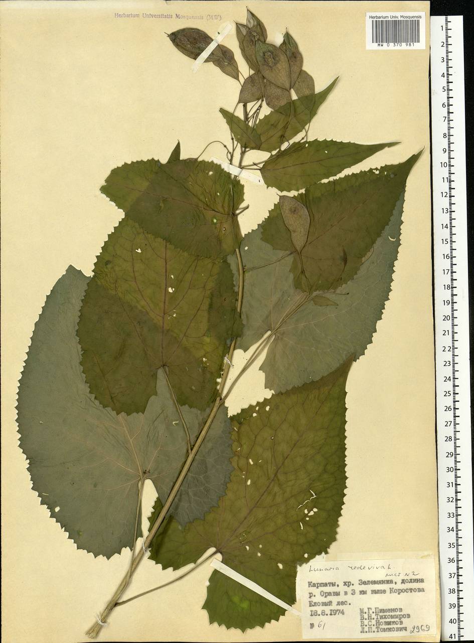 Lunaria rediviva L., Eastern Europe, West Ukrainian region (E13) (Ukraine)
