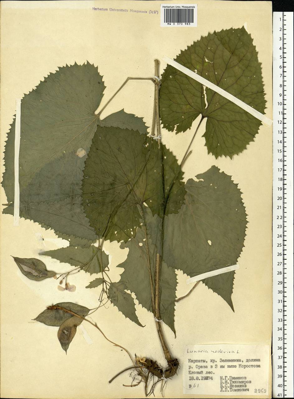 Lunaria rediviva L., Eastern Europe, West Ukrainian region (E13) (Ukraine)