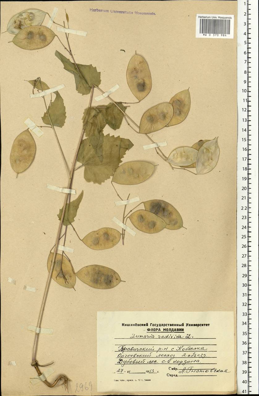 Lunaria rediviva L., Eastern Europe, Moldova (E13a) (Moldova)