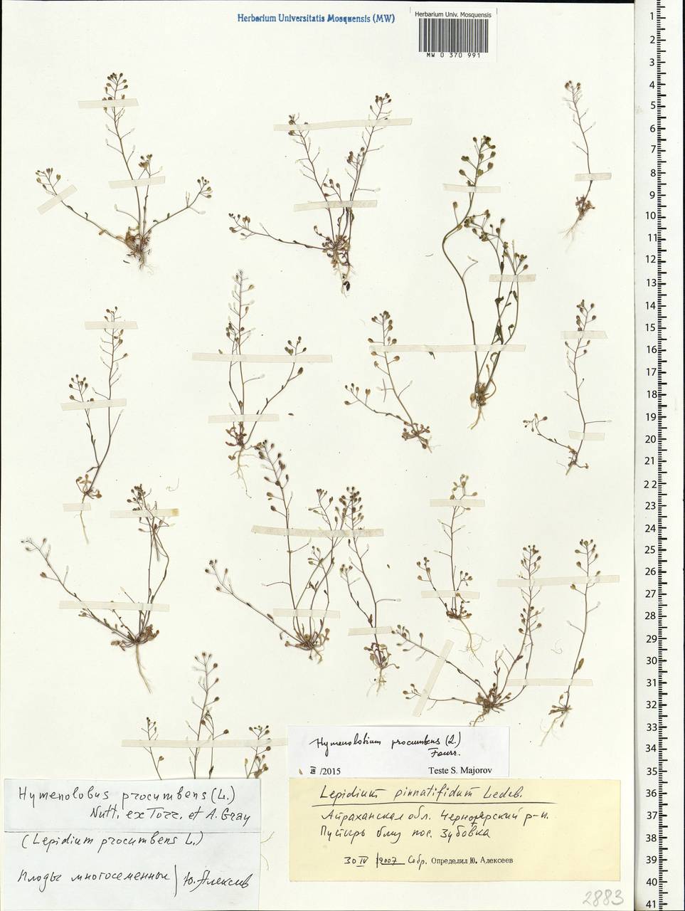 Hornungia procumbens (L.) Hayek, Eastern Europe, Lower Volga region (E9) (Russia)