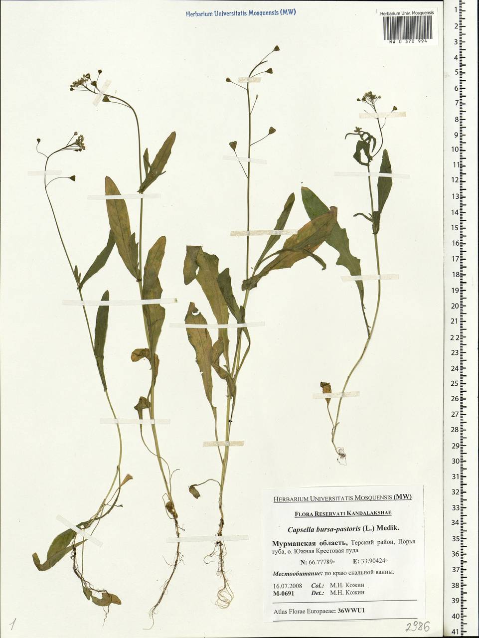 Capsella bursa-pastoris (L.) Medik., Eastern Europe, Northern region (E1) (Russia)