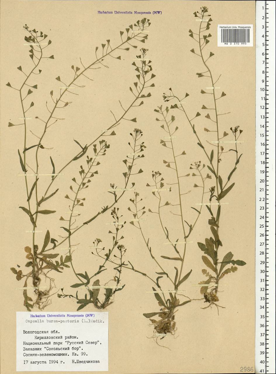 Capsella bursa-pastoris (L.) Medik., Eastern Europe, Northern region (E1) (Russia)