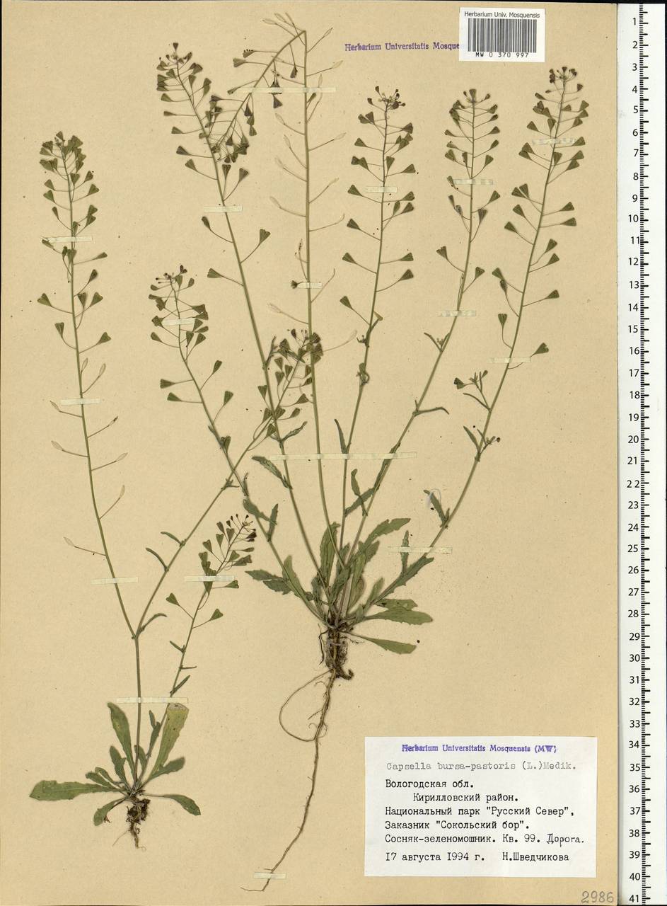 Capsella bursa-pastoris (L.) Medik., Eastern Europe, Northern region (E1) (Russia)