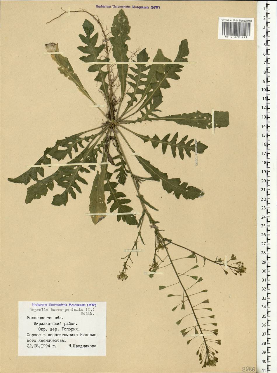 Capsella bursa-pastoris (L.) Medik., Eastern Europe, Northern region (E1) (Russia)
