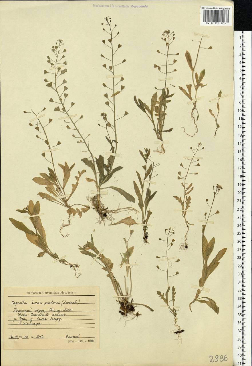 Capsella bursa-pastoris (L.) Medik., Eastern Europe, Northern region (E1) (Russia)