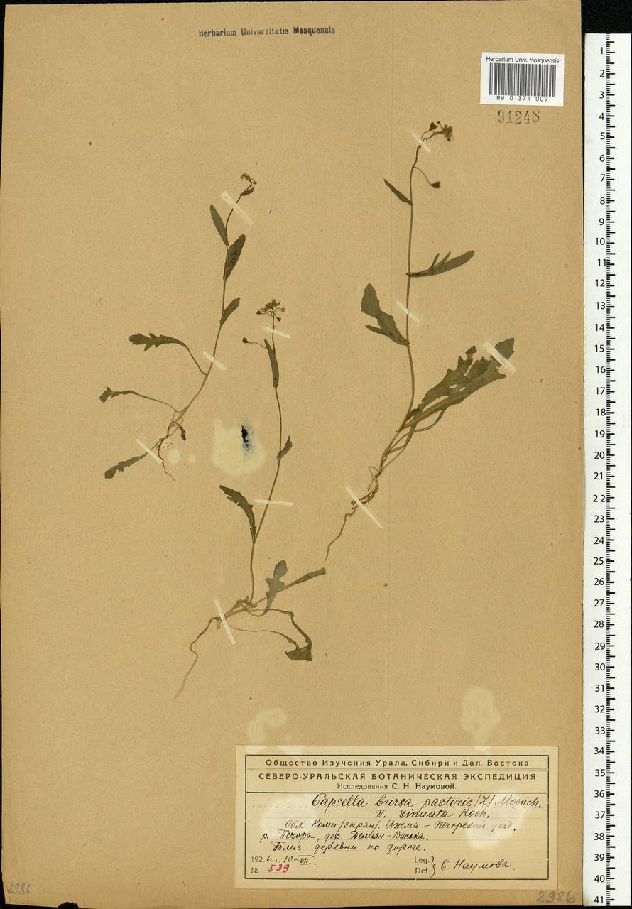 Capsella bursa-pastoris (L.) Medik., Eastern Europe, Northern region (E1) (Russia)