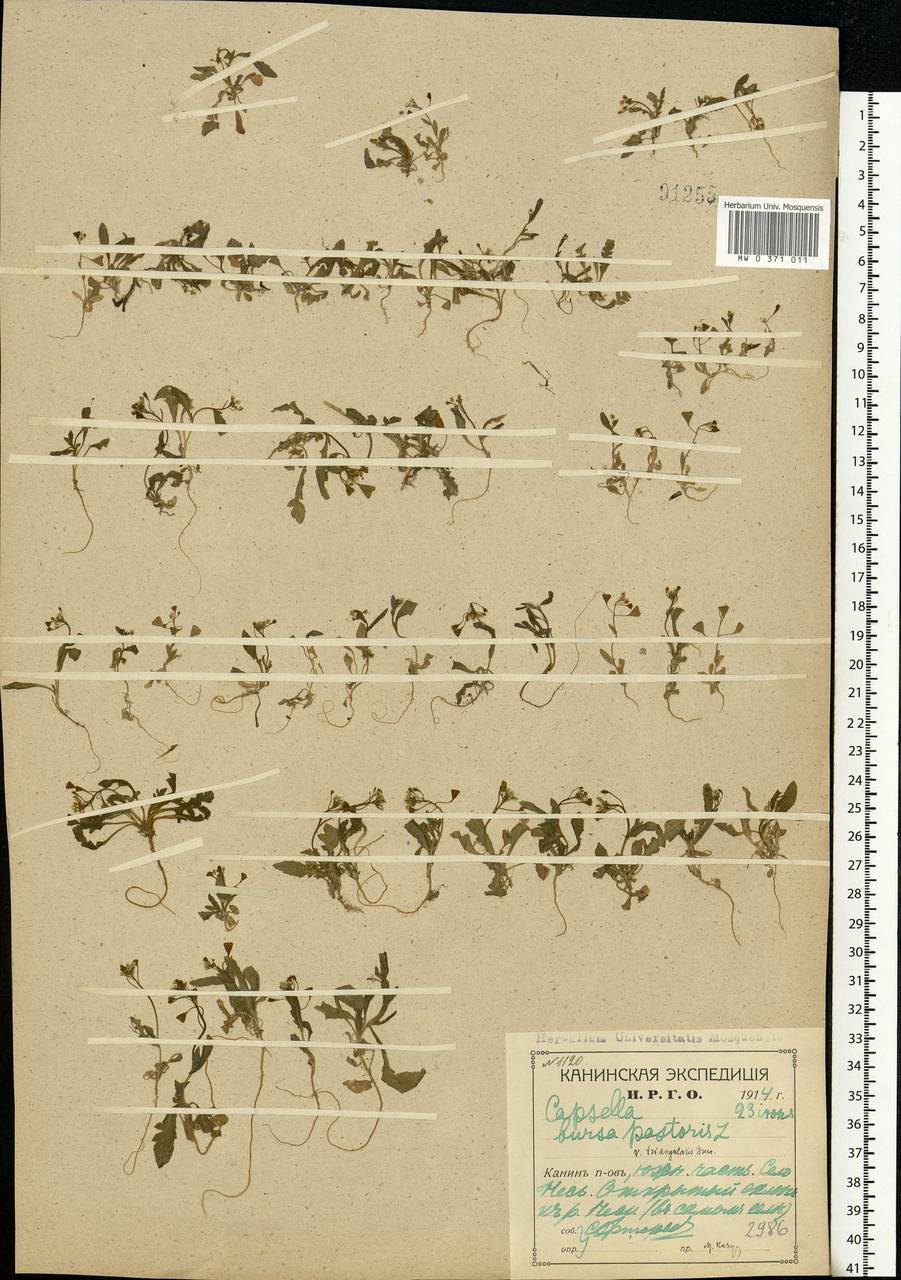 Capsella bursa-pastoris (L.) Medik., Eastern Europe, Northern region (E1) (Russia)